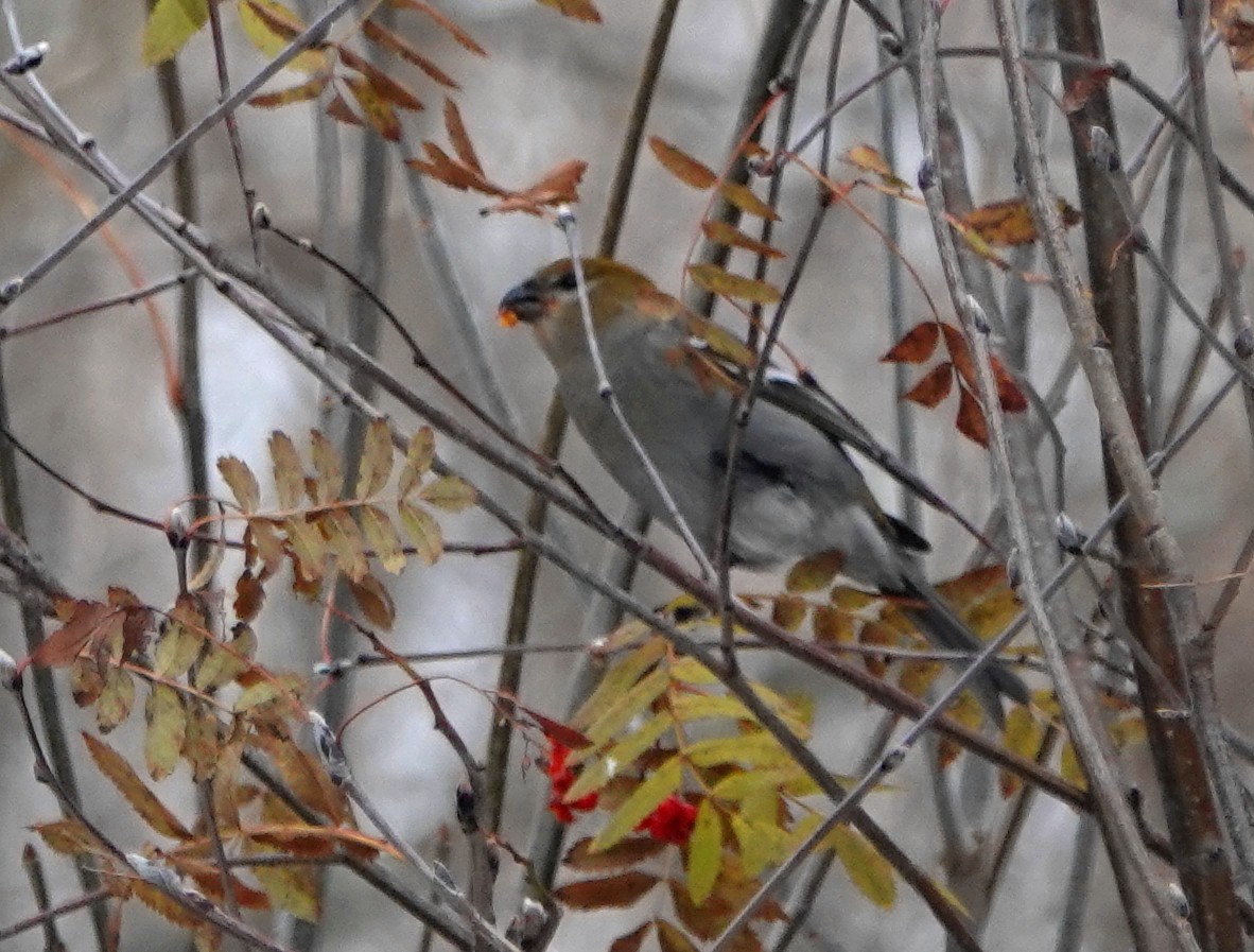 Hakengimpel - ML645170087