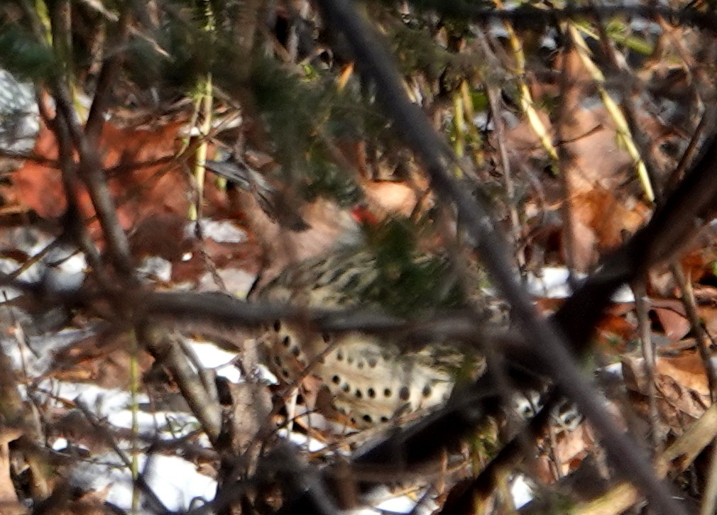 Northern Flicker - ML645170094