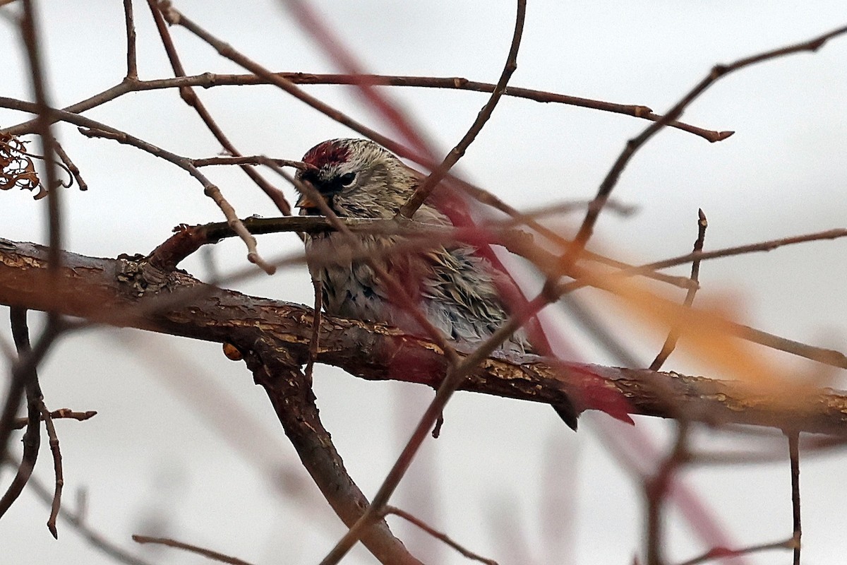 Redpoll - ML645170115