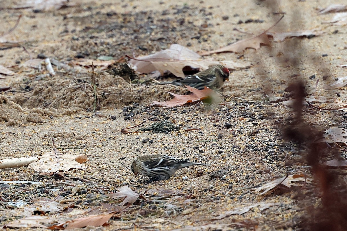Redpoll - ML645170116