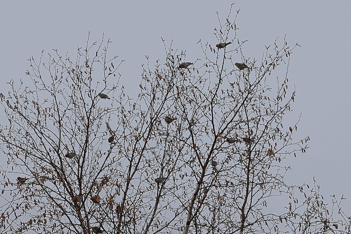 Redpoll - ML645170117