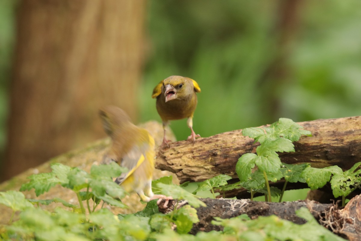 European Greenfinch - ML645170118