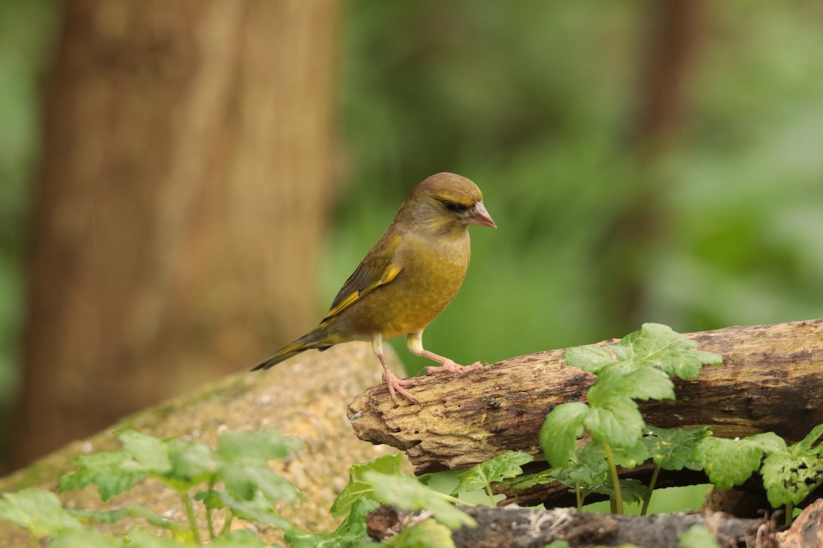 European Greenfinch - ML645170119