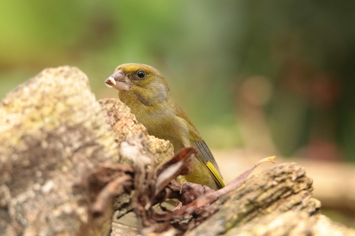 European Greenfinch - ML645170121