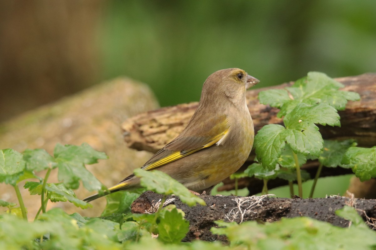 European Greenfinch - ML645170122