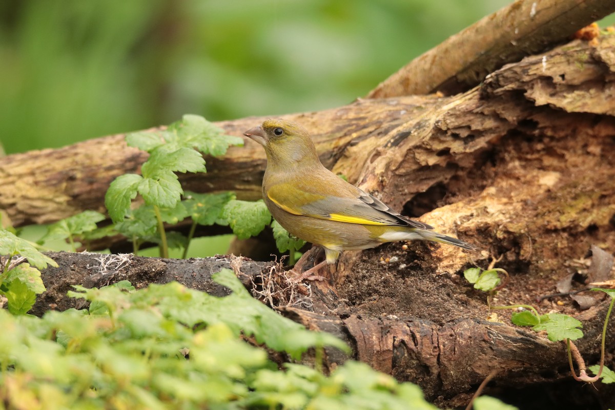 European Greenfinch - ML645170123