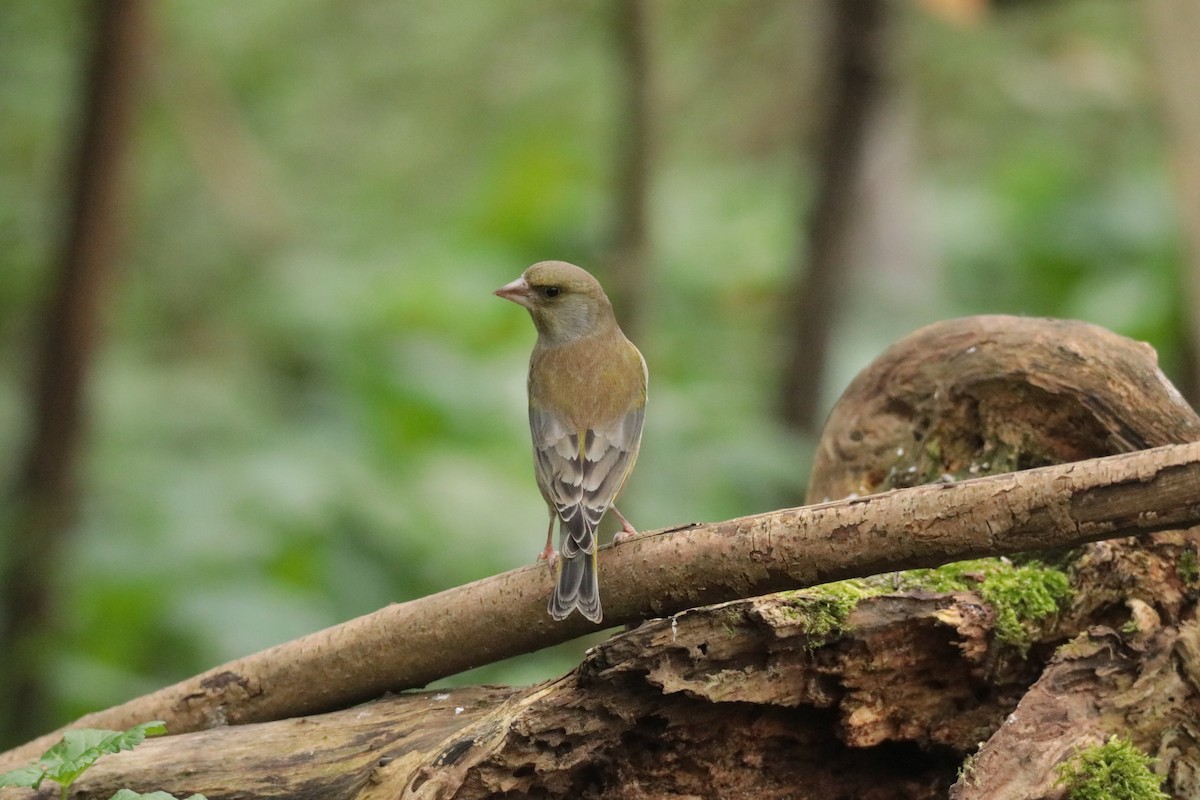 European Greenfinch - ML645170124