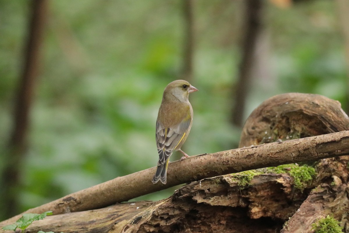 European Greenfinch - ML645170125