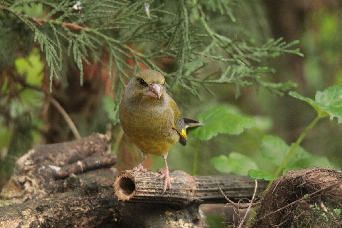 European Greenfinch - ML645170126