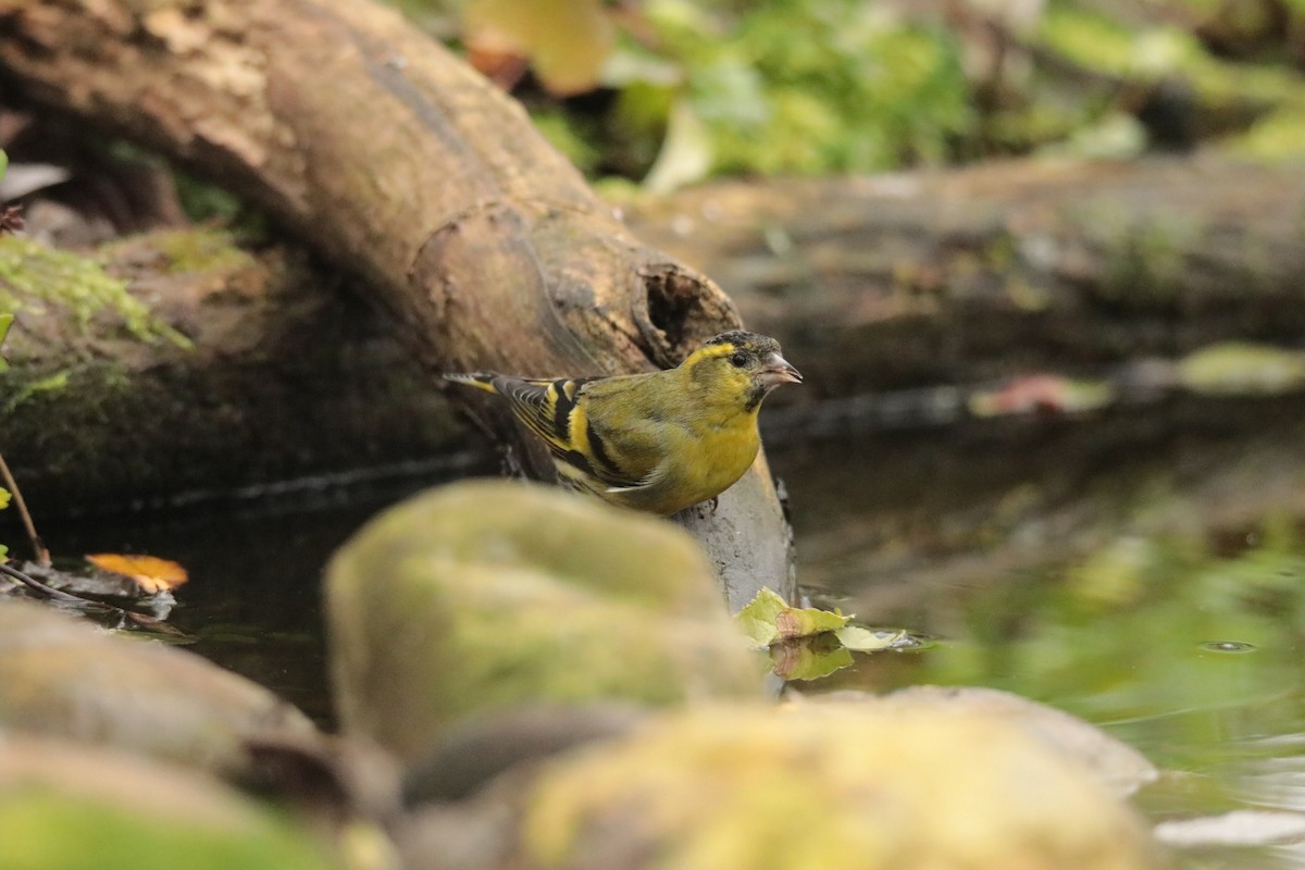 黃雀 - ML645170141