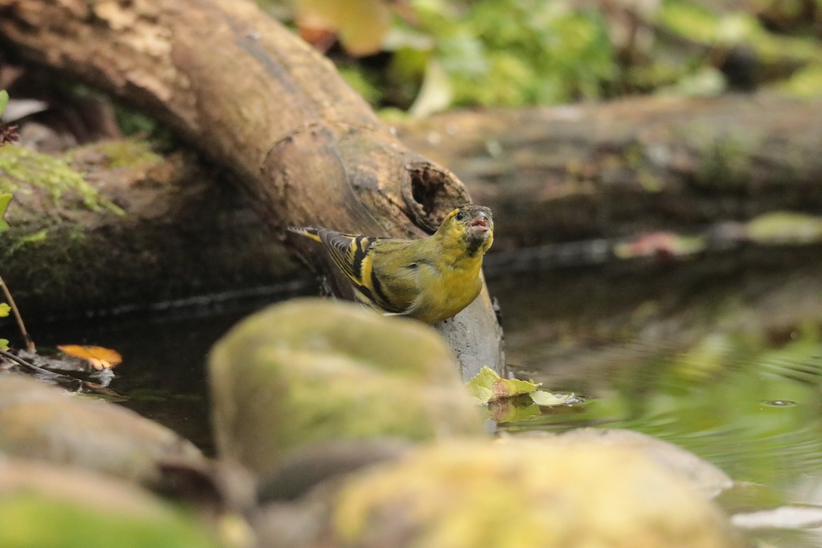 黃雀 - ML645170142