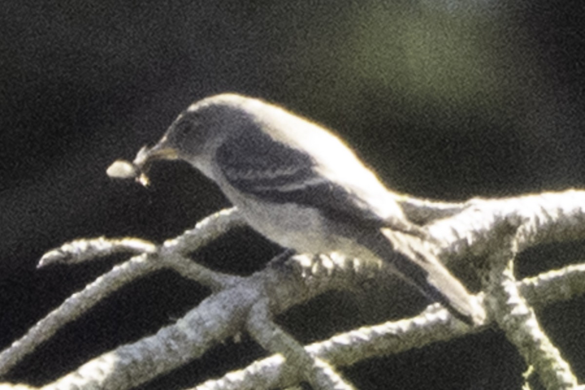 Western Wood-Pewee - ML645170153