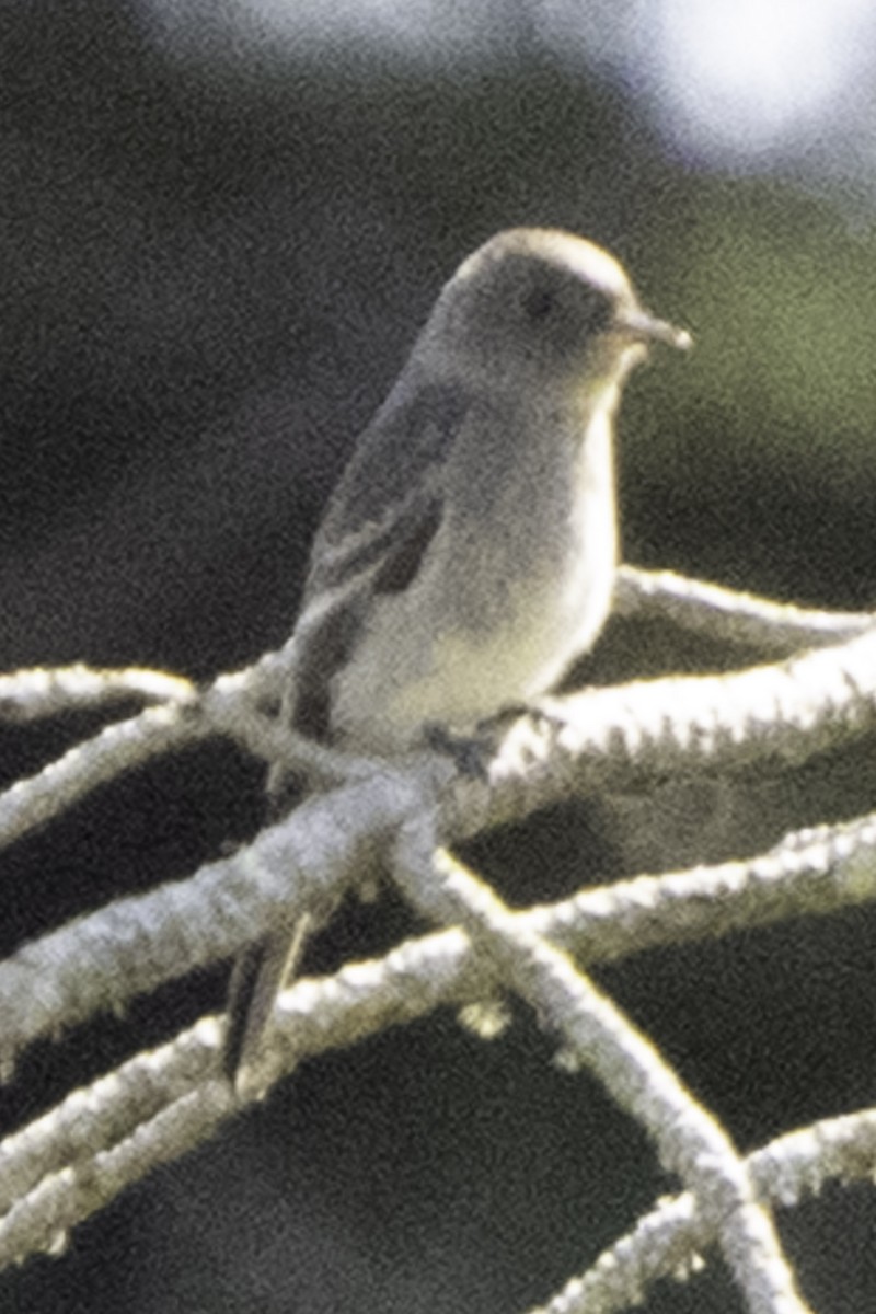 Western Wood-Pewee - ML645170156