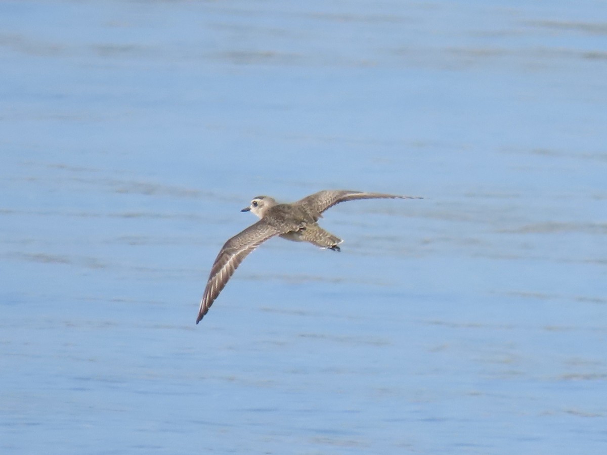 American Golden-Plover - ML645170161