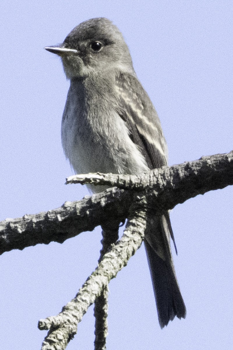 Western Wood-Pewee - ML645170162