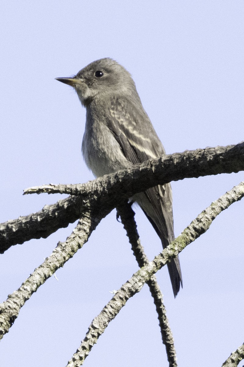 Western Wood-Pewee - ML645170164