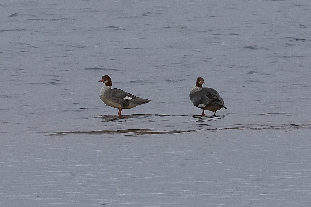 Common Merganser - ML645170168
