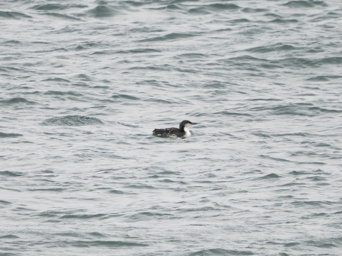 Pacific Loon - ML645170171
