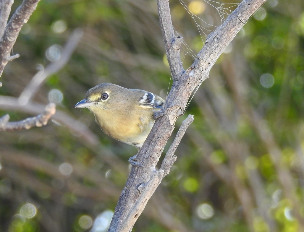 Thick-billed Vireo - ML645170174