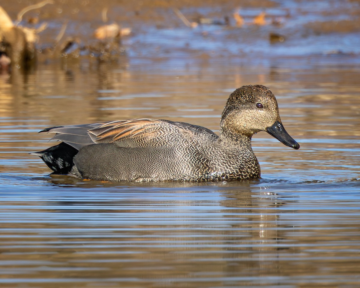 Ánade Friso - ML645170180