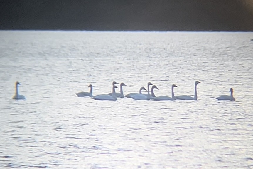 Trumpeter Swan - ML645170181