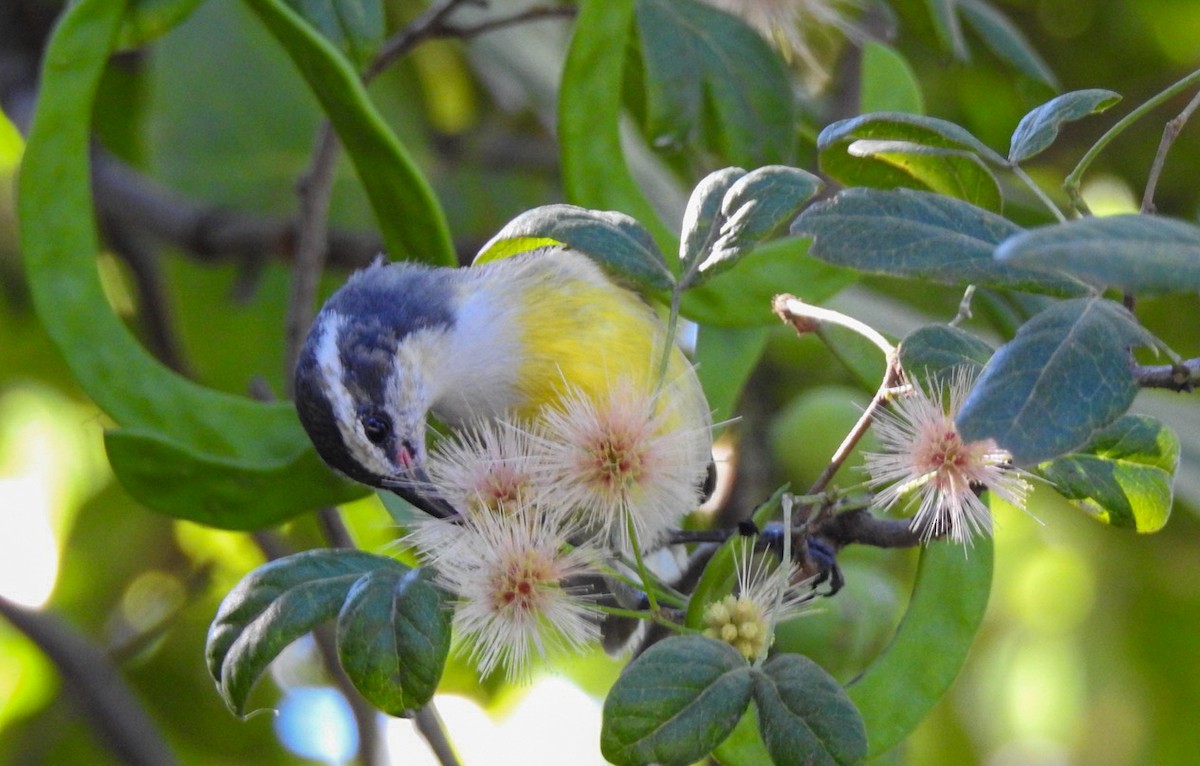 Bananaquit (Bahamas) - ML645170190