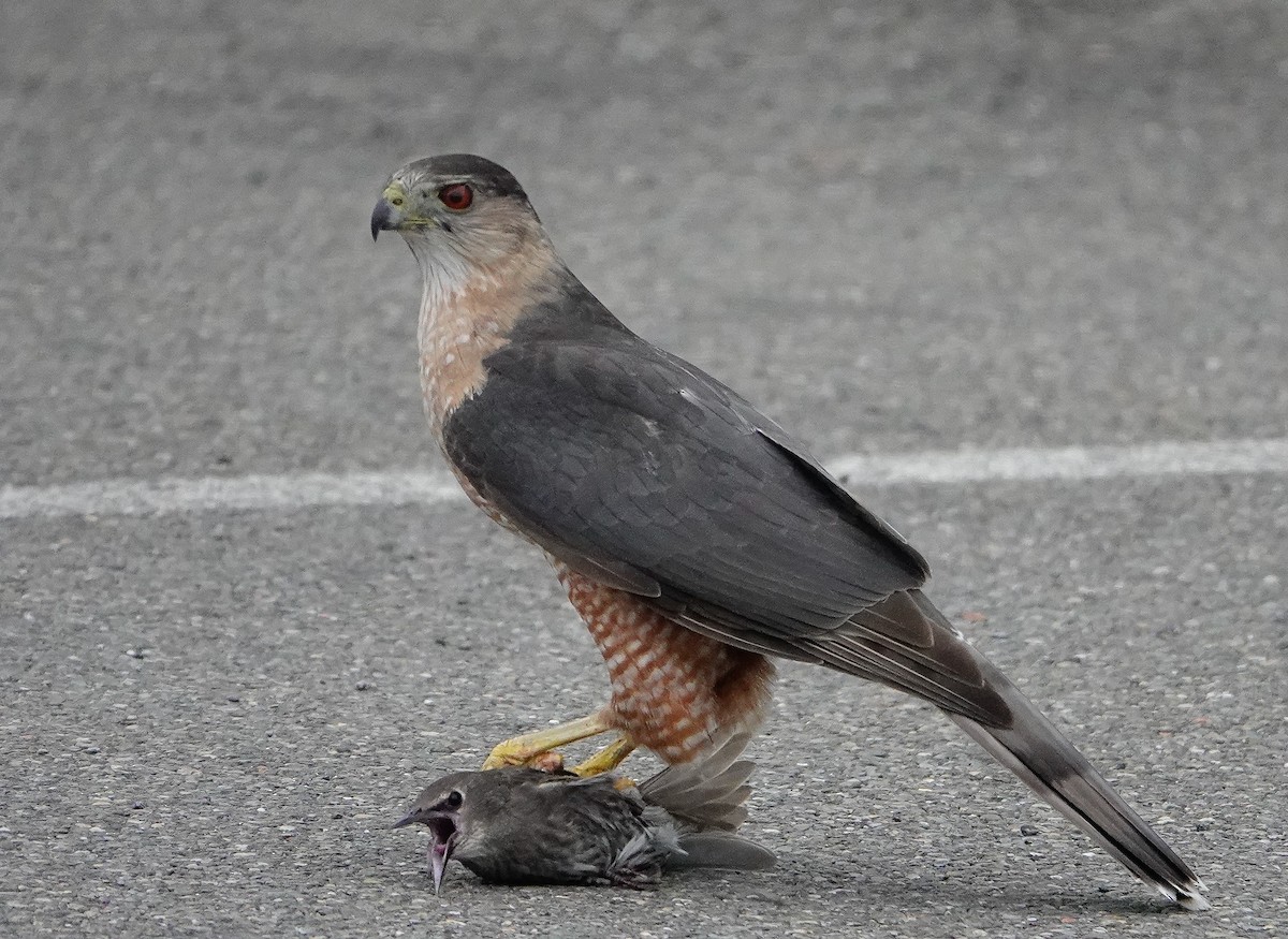 Cooper's Hawk - ML645170212