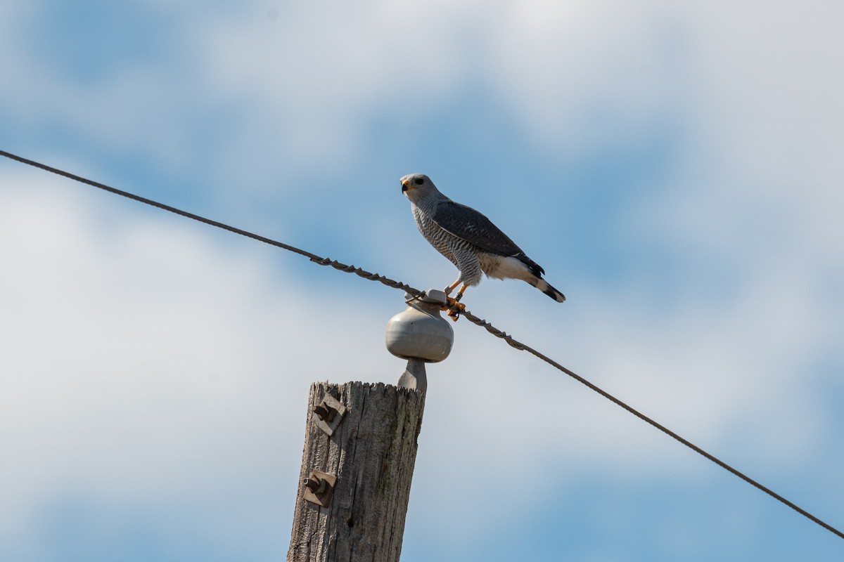 Gray Hawk - ML645170213