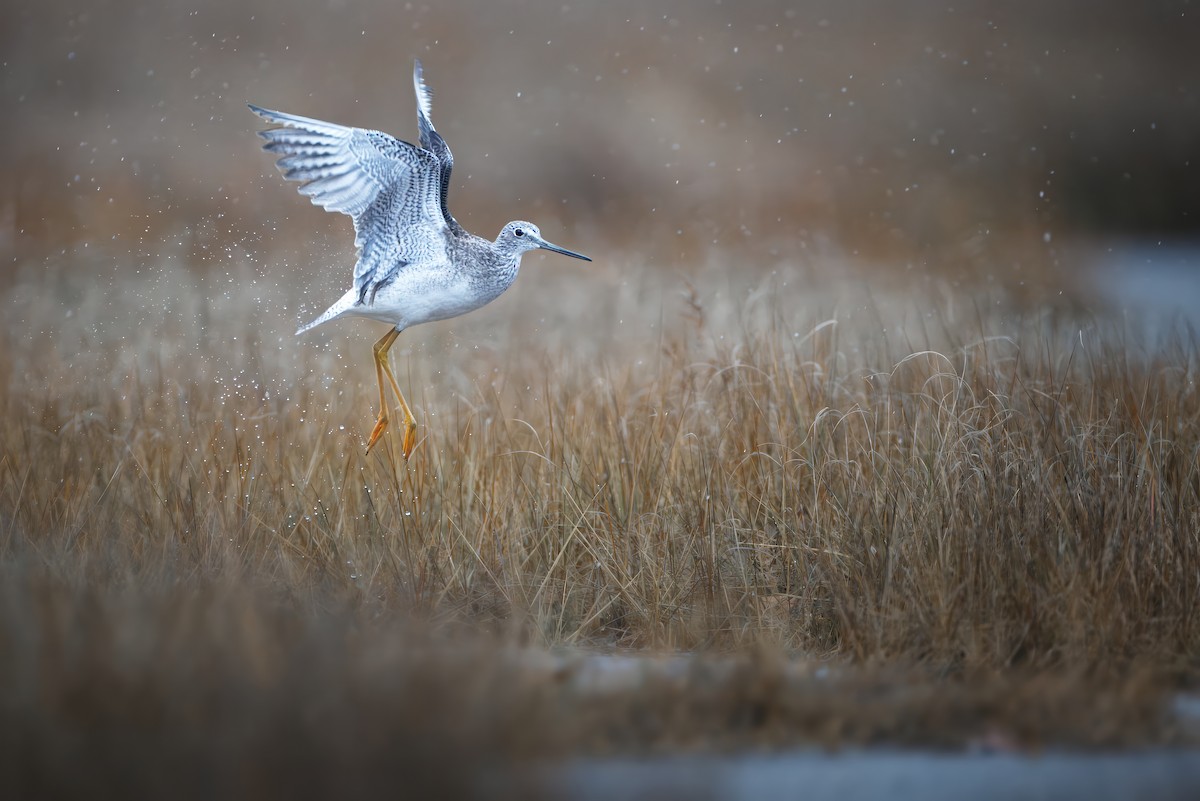 Greater Yellowlegs - ML645170223