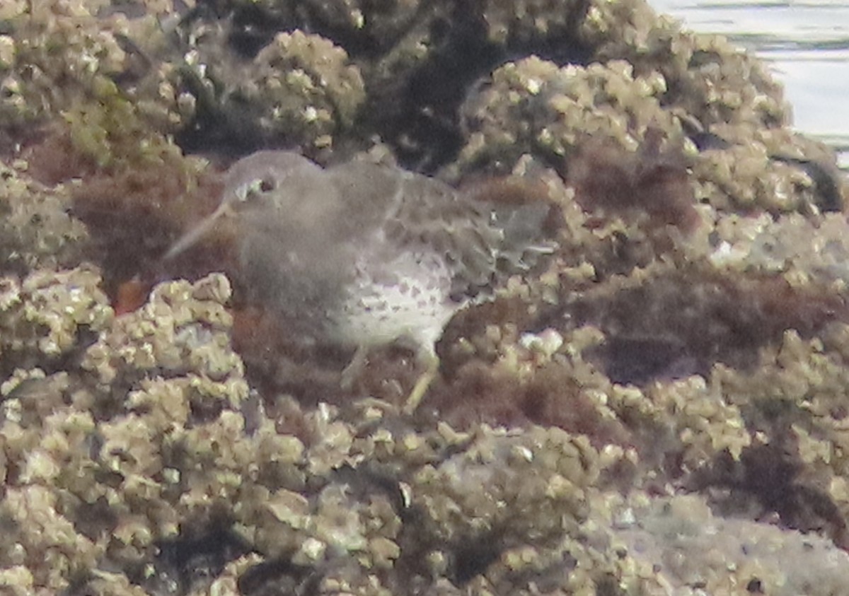 Rock Sandpiper - ML645170234
