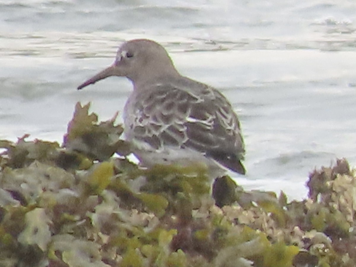 Rock Sandpiper - ML645170235
