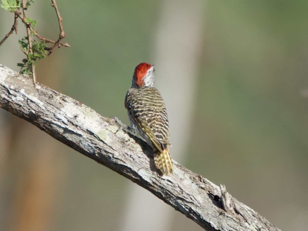 Nubian Woodpecker - ML645170249