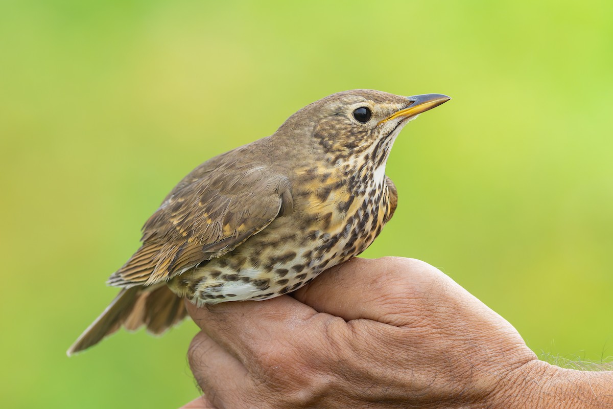 drozd zpěvný - ML645170256