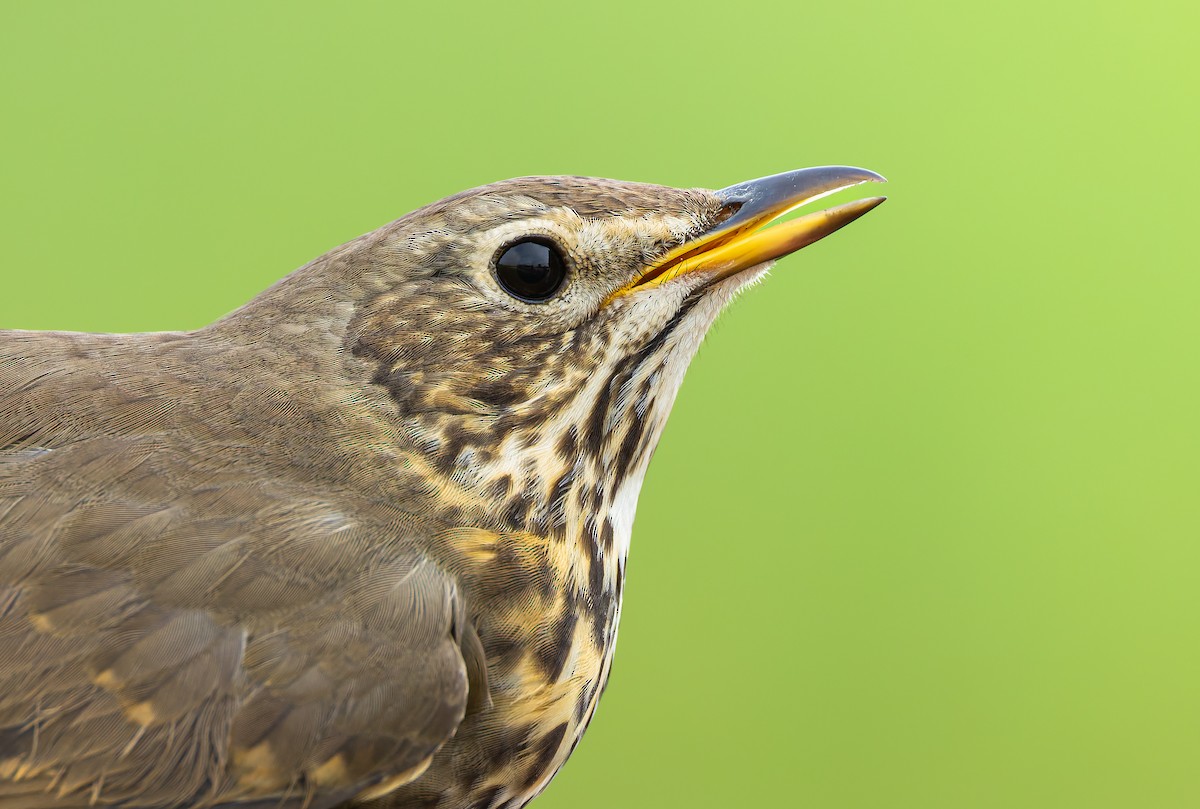 drozd zpěvný - ML645170257