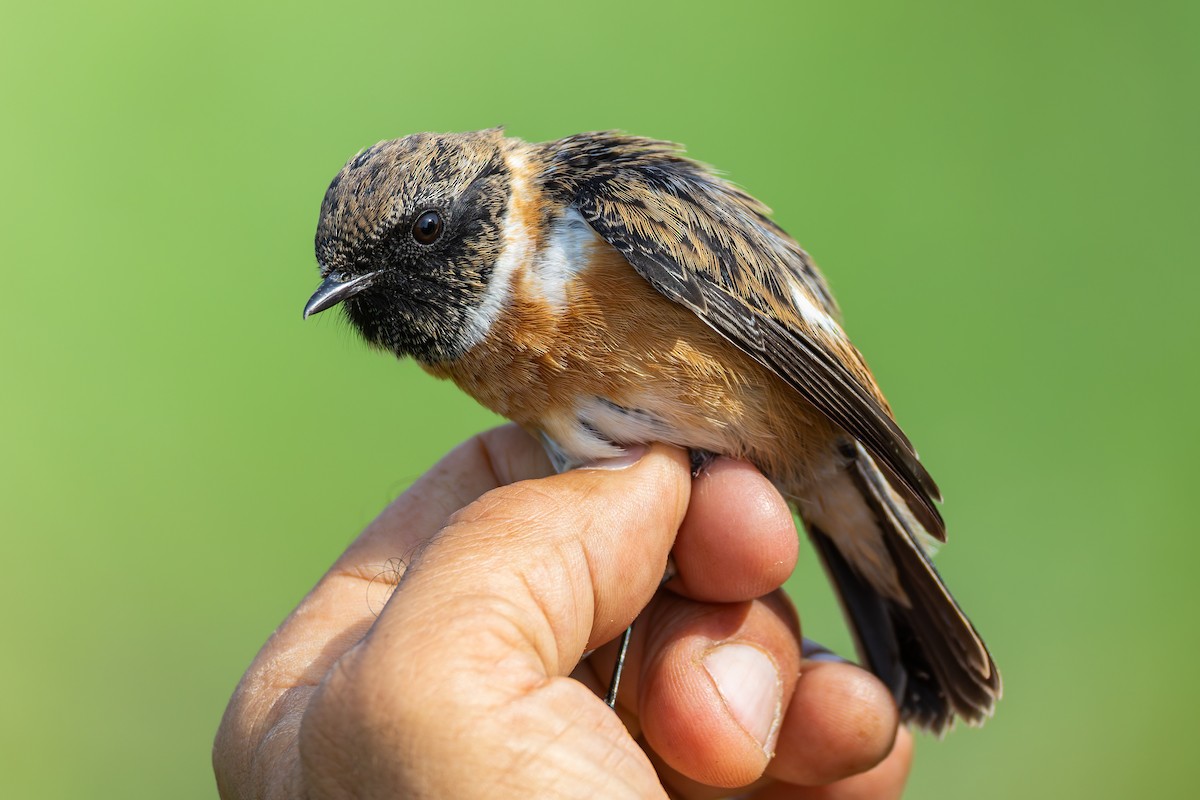 Трав'янка чорноголова - ML645170260