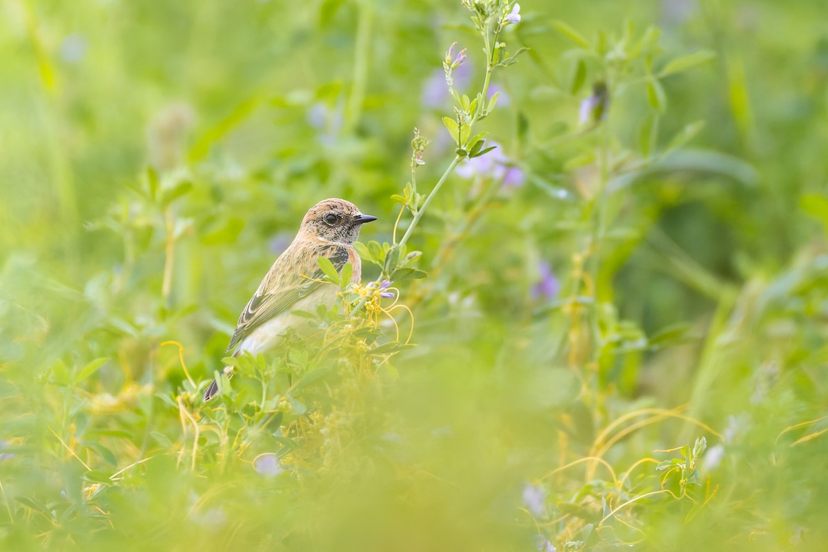 bramborníček sibiřský - ML645170265