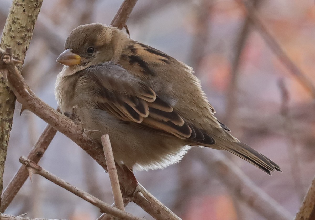 דרור הבית - ML645170267