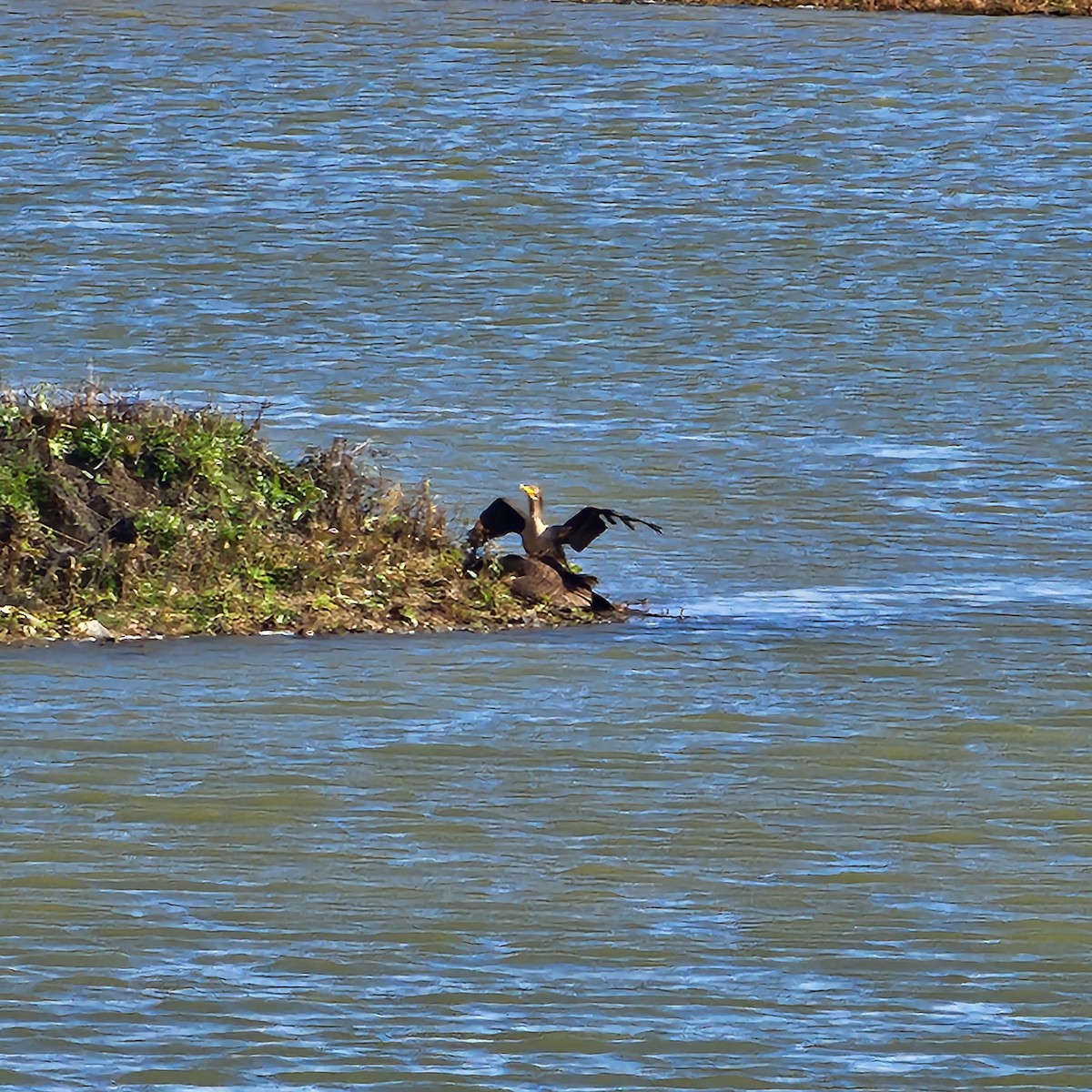 totoppskarv - ML645170269