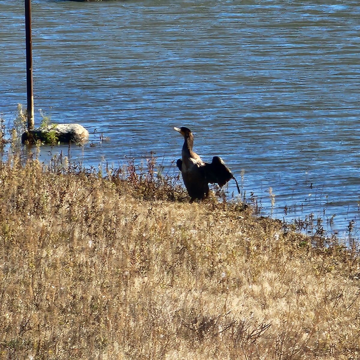 totoppskarv - ML645170270