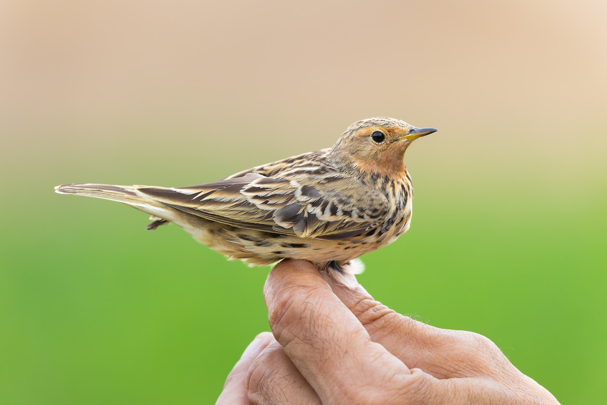 linduška rudokrká - ML645170271