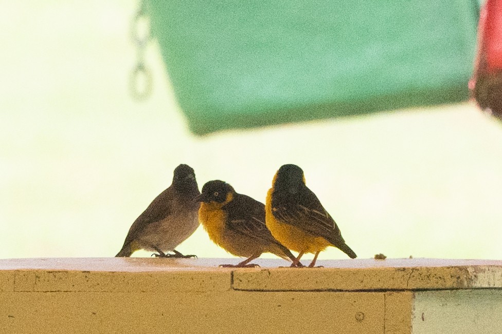 Tejedor Baglafecht - ML645170294