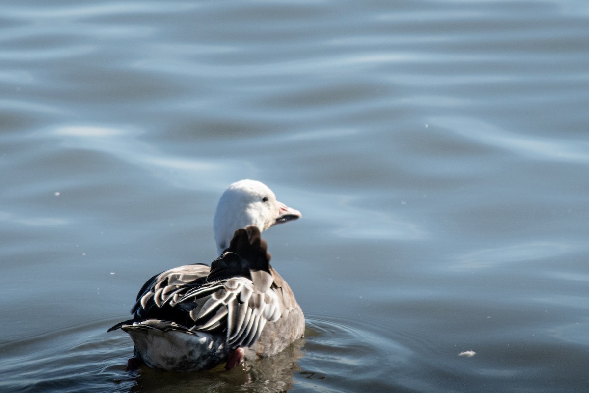 Snow Goose - ML645170304