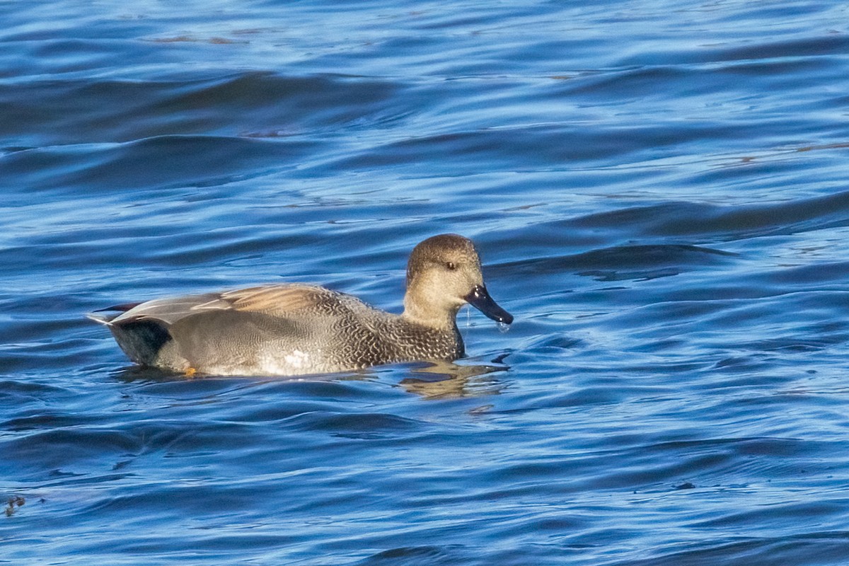 Ánade Friso - ML645170306