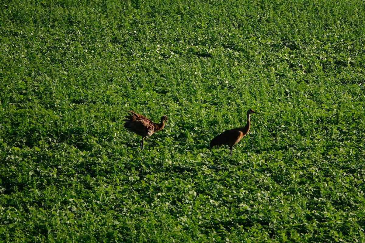 Sandhill Crane - ML645170310