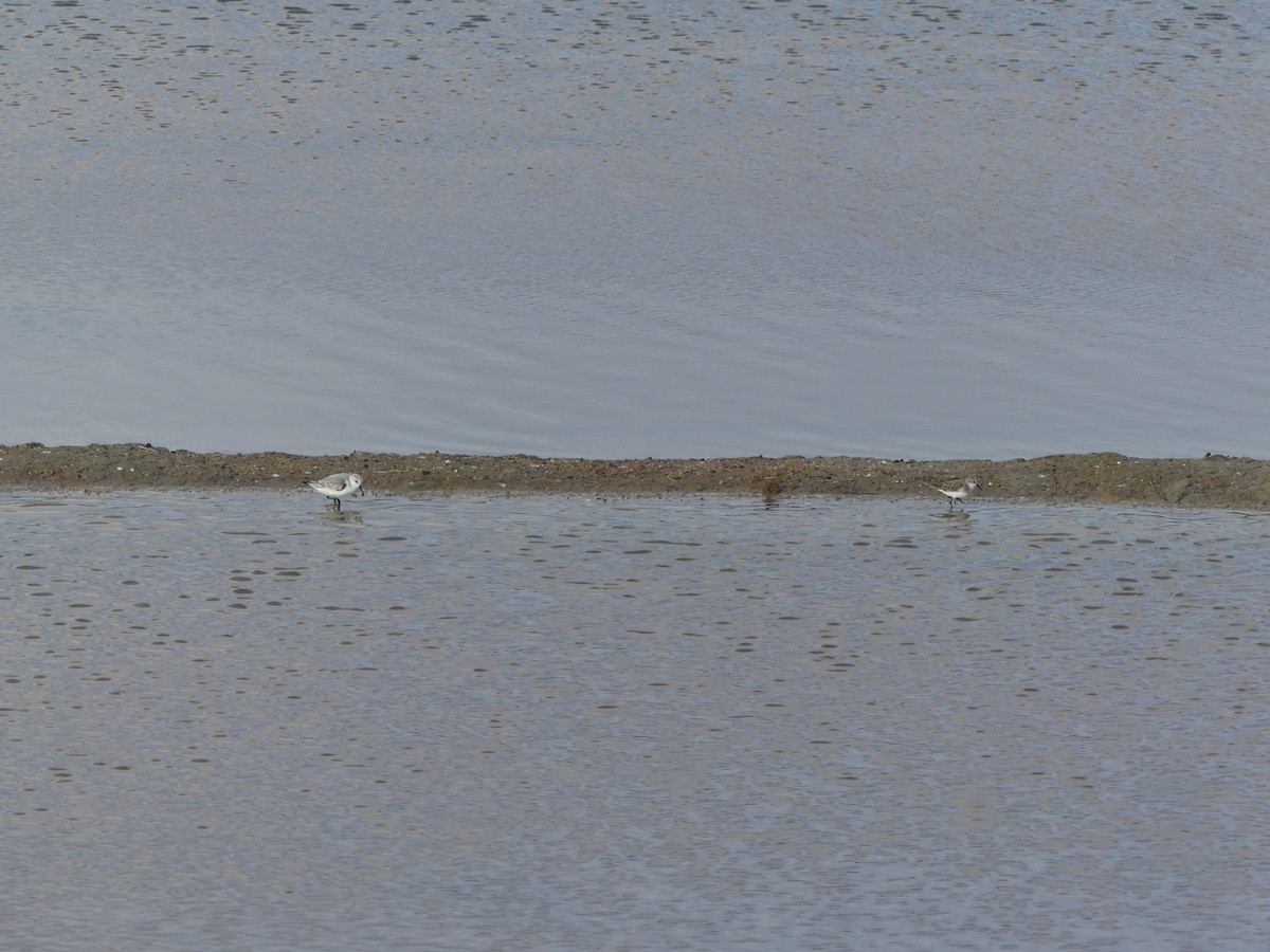 Txirri zuria - ML645170311