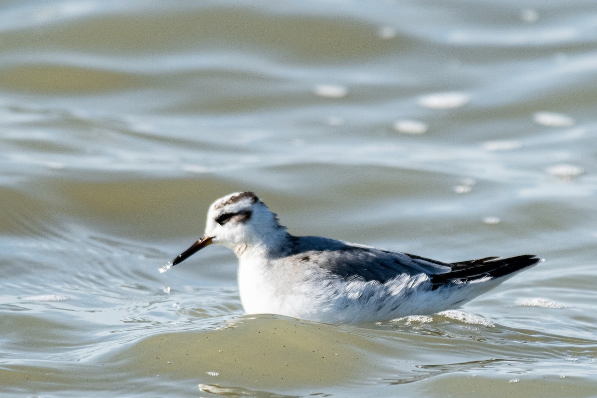 Red Phalarope - ML645170315
