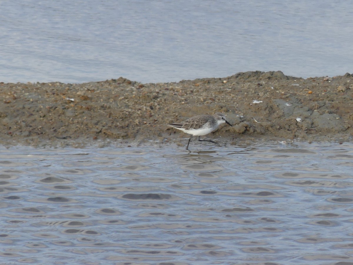 Little Stint - ML645170323