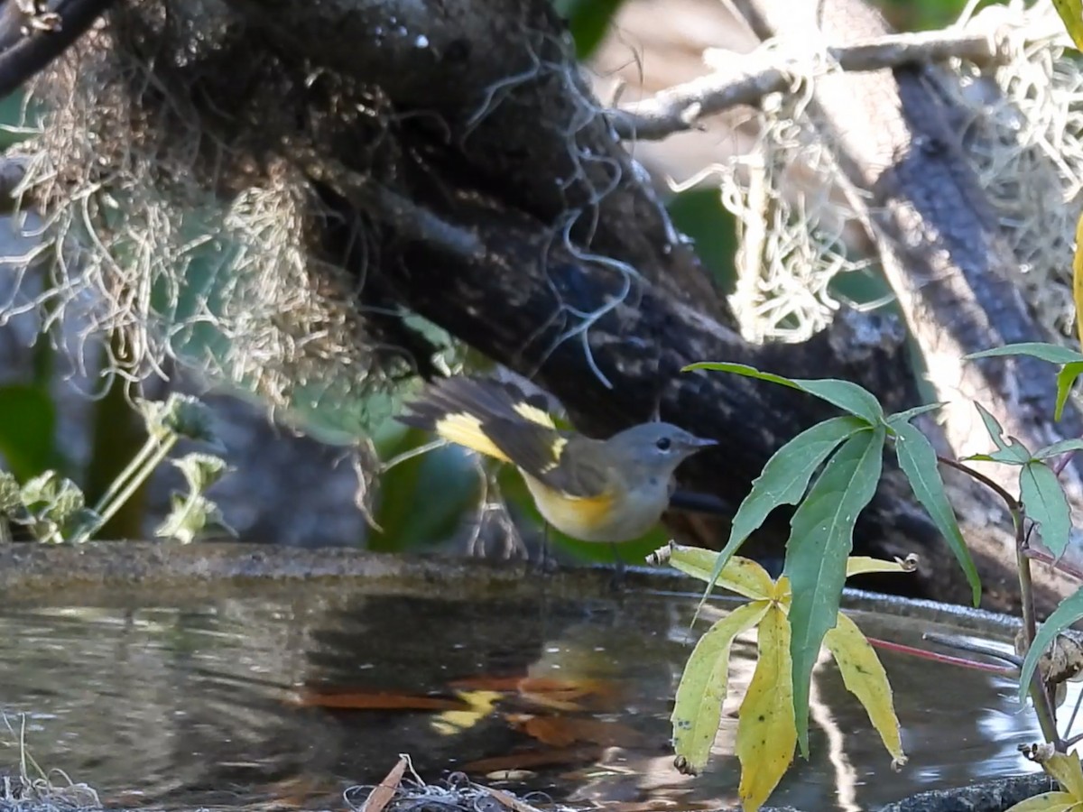 סבכון חכלילי - ML645170330
