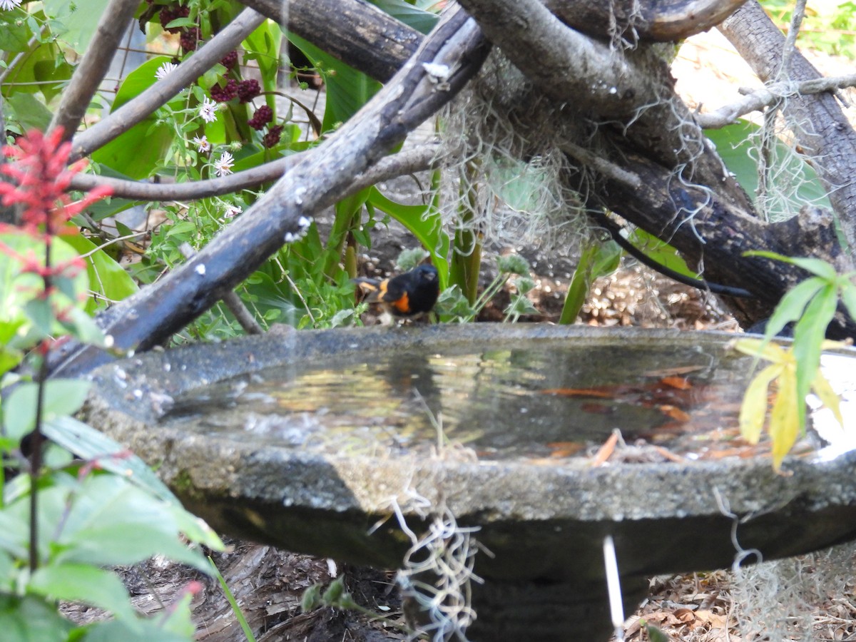 סבכון חכלילי - ML645170331