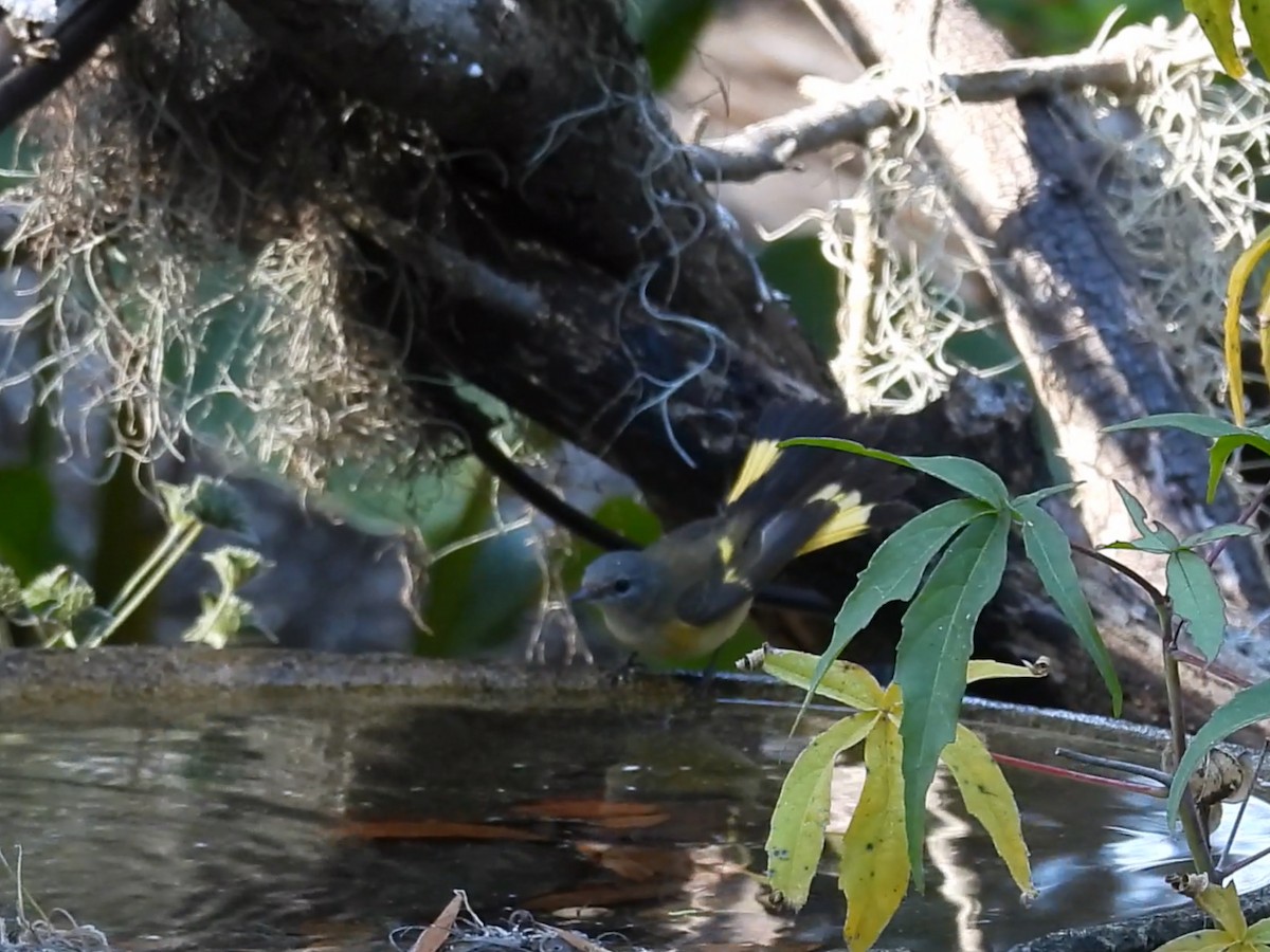 סבכון חכלילי - ML645170332